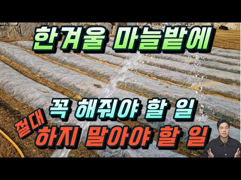 Winter Garlic Care: Just Follow These Steps