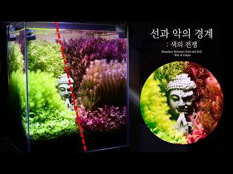 100일이면 뚝딱 만드는 반반 수초어항 레시피