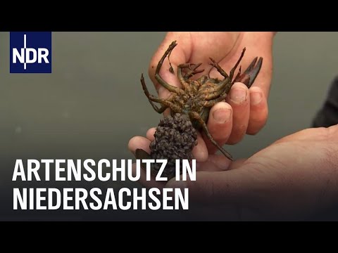Naturschutz: Comeback bedrohter Arten | Die Nordreportage | NDR Doku