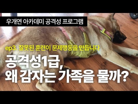 ep.3 잘못된 훈련이 🔥문제행동을 만듭니다 🤬 보호자들이 훈련사의 말을 검증해야 하는 이유#진돗개입질 #사람무는개 #강아지공격성 #강아지훈련
