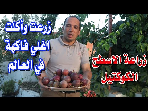احترف زراعة الكوكتيل او الباشن فروت او المس فلورا أوام الفواكه اغلي فاكهة في العالم موسم الحصاد