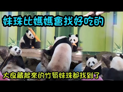 妹珠長大了，和媽媽體型看起來像是閨蜜，大良說妹珠比媽媽會找好吃的#熊貓妹豬#熊貓妹珠 #熊貓萌萌 #熊貓家和 #cutepanda #panda