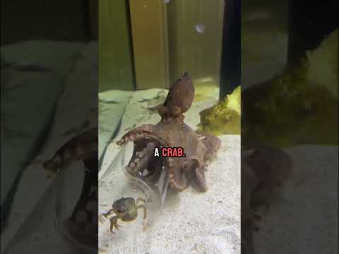 Susie the octopus gets crabs in the jar