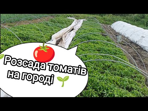 Вирощування розсади помідорів в парниках. Наш досвід. Від зернини до рослини 🌱