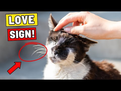 10 Signs Your Cat Loves You More Than You Realize