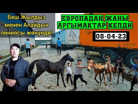 Европадан ат ташыган Болот мырза менен интервью.