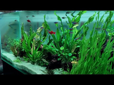 Аквариума 300 литров. Часть 1 (Запуск )