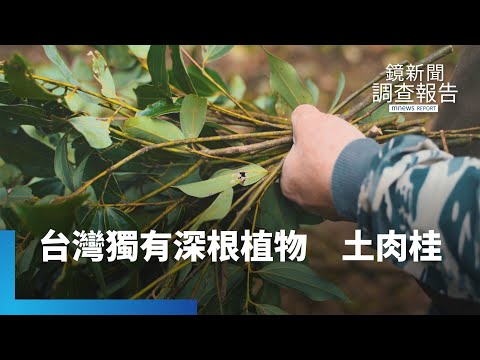 台土肉桂全身都是寶　龍貓教授摘葉成精｜鏡新聞調查報告 #鏡新聞