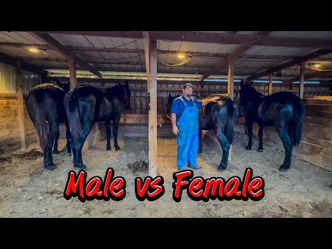 MARE MULES VS HORSE MULES…MOLLY MULES VS JOHN MULES…..#162