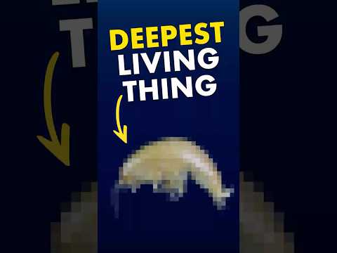 What’s the DEEPEST Living Thing?