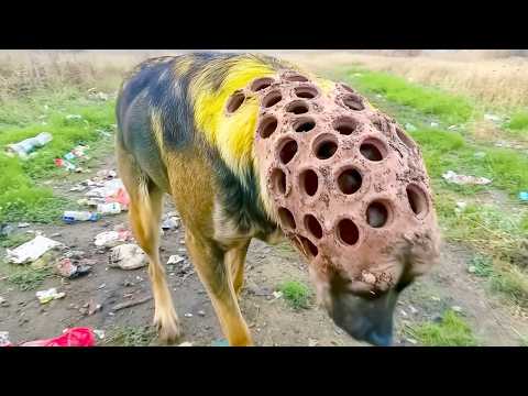 One in a Billion Animals Moments, Caught On Camera !