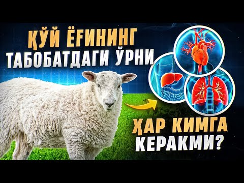 Qo‘y yog‘ining tabobatdagi o‘rni. Har kimga kerakmi? | Doktor Gulbahor