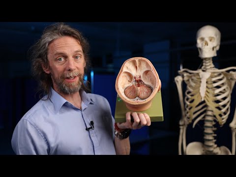 Cerebellar arteries and veins