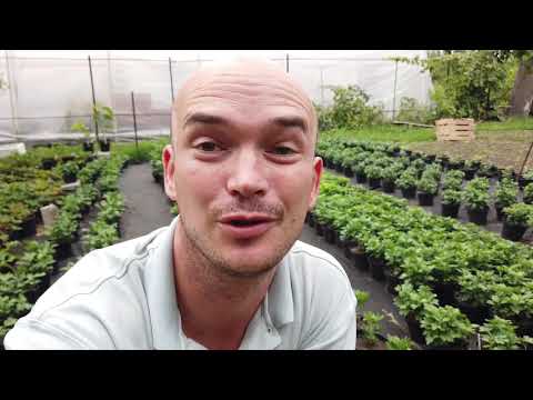 Как ВЫРАСТИТЬ и ЗАРАБОТАТЬ на ХРИЗАНТЕМЕ?