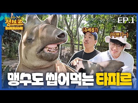 [수리남 시즌2.ep1] ※쇼킹비쥬얼! 맹수도 씹어죽인다는 수리남 전설의 동물....초근접으로 보여드리겠습니다  !!