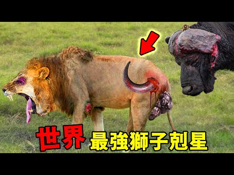 世界上能秒殺獅子的十種動物，棕熊只排第七，第一名600萬年前已經滅絕，卻是當之無愧的「虐獅能手」！