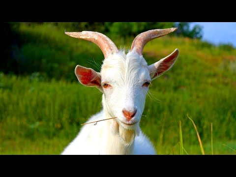 Николай Дроздов рассказывает о козах 🐐