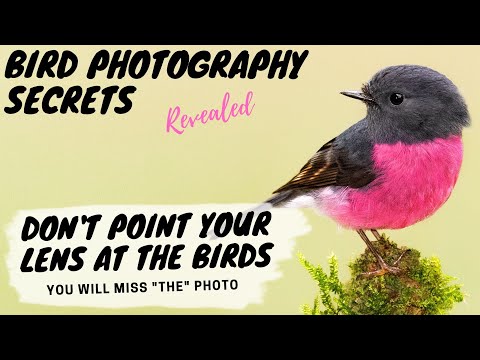 Don't Point Your Lens At The Birds! You will miss the photo of a lifetime! Bird Photography Secrets