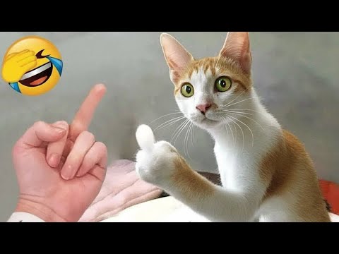 Intenta No Reír 😆 Los Animales Más Graciosos 😹🐶 Parte 5