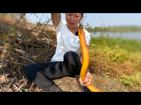 刷新認知！一公斤的鱔魚竟藏這塘裏，塘主實錘，今天必衝～#fishing #大熱門