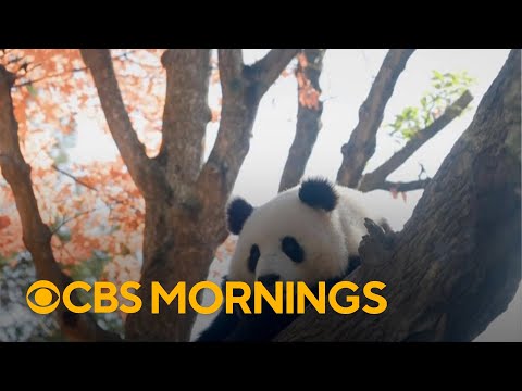 National Zoo's giant pandas make their debut