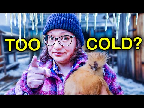 What Temperatures Can Chickens REALLY Withstand in Winter?