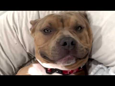 Scared shelter dog turns out to be a lovebug