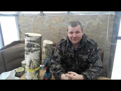 Выращивание грибов вешенки и шиитаке на пнях, в домашних условиях.