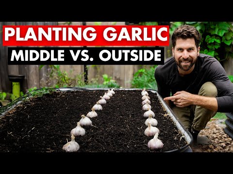 Does Garlic Grow Bigger In the Middle or Outside of a Raised Bed?