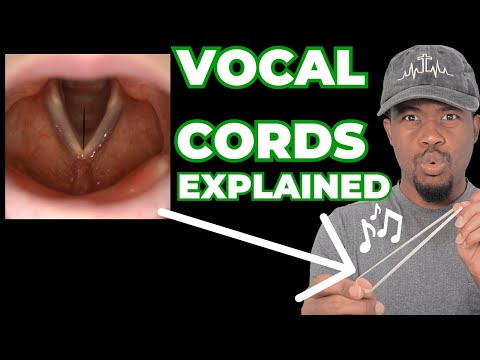 How Vocal Cords ACTUALLY Work When You Sing - Voice Lesson Explained