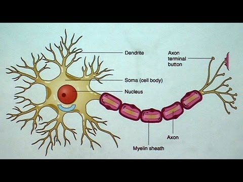 The Aging but Resilient Brain: Keeping Neurons Happy