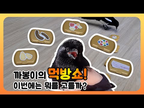 까봉이의 먹방쇼! 까치의 최애 음식은?