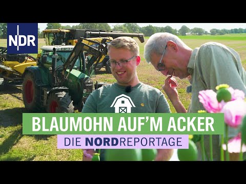 Aussaat und Ernte von Mohn sind eine echte Herausforderung | Die Nordreportage | NDR