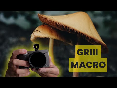 Diving Deep into the Ricoh GR III & IV Macro Mode – Six Real World Everyday Uses