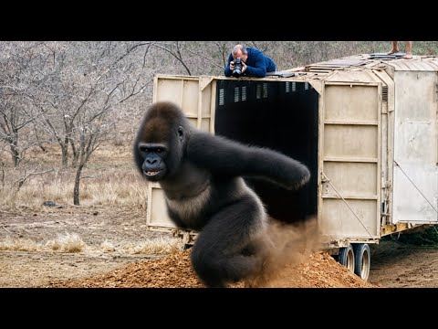 Watch These Animals Being Freed For The First Time