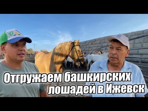 Продали башкирских лошадей в Ижевск/ КФХ Идиятуллин/ Один день из жизни фермера