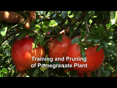 Training and Pruning of Pomegranate Plant