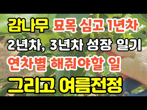 감나무 묘목 심고 3년간의 성장 일기 감나무 유목기에 해줘야할일 감나무 여름전정방법과 시기