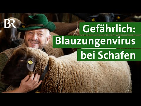 Ausbruch der Blauzungenkrankheit bei Schafen: Züchter kämpft um seine Herde | Unser Land | BR