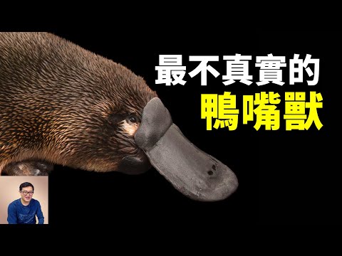 鴨嘴獸：最不真實的物種，卻可能會拯救全人類！會產卵、電感應、有毒液的哺乳動物！【老肉雜談】#動物 #野生動物 #鴨嘴獸 #platypus