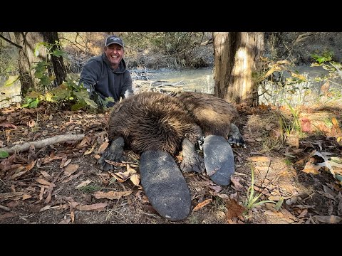 Catching Nuisance Beavers that are Destroying the Levee.