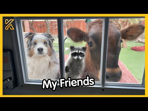 🐕 When your dog brings home a friend 🙈🤣Funniest Dog Ever!