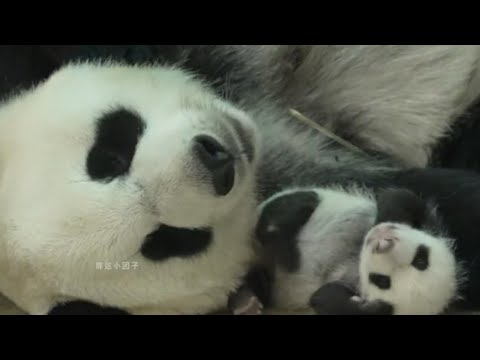 玲琅花式带娃，奶爸希望它不要把幼崽带到树上去