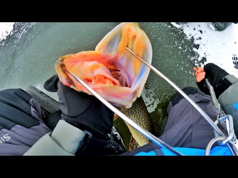 ШАЛЕНІ ХАЙКИ РВУТЬ ЖЕРЛИЦІ! Перший Лід 2024-2025! Ловля Щуки на Жерлиці