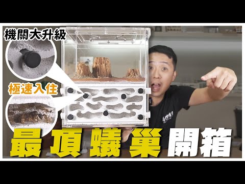 開箱「最頂蟻巢」與「微造景3試管餵食區」｜矛巨山蟻極速入住｜【臺灣蟻窟】