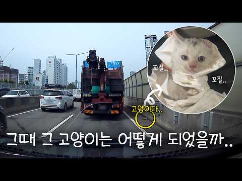 몇 달 전, 도로에서 새끼 고양이를 구조했던 일이 있었다.