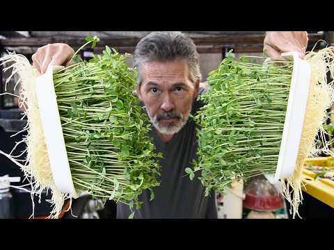 Microgreen Growers Will Hate Me For Showing You This