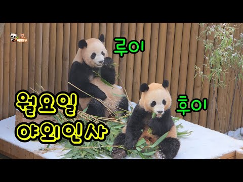 🗓20251215 🎦오늘의 세컨하우스🎦💕월요일 야외인사 | 다정한 댓잎 푸파💕🐼루이바오🐼후이바오💕