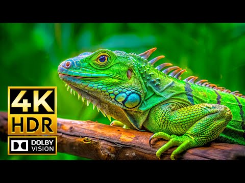 Breathtaking Colorful Animals in 4K ULTRA HD 60fps | HDR Dolby Vision