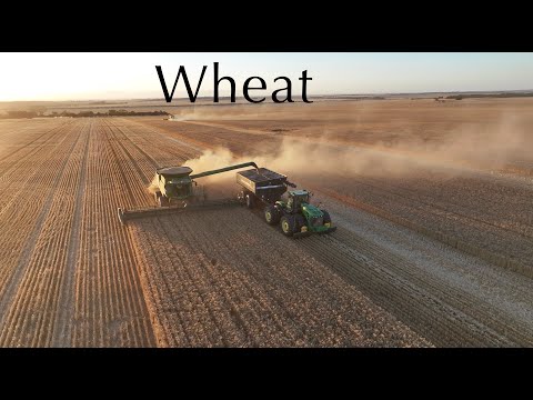 Wheat - from Farm to Bulk Storage